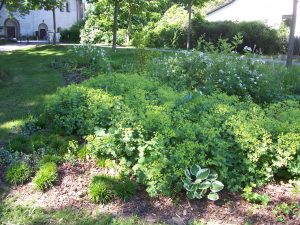 Westbeet im Juni 2010
