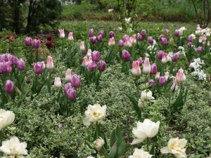 Westbeet zur Tulpenzeit 2009