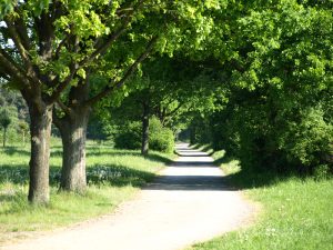 Alter Baumbestand an der Wietze