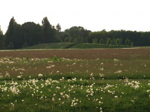 Abendstimmung im Wiesenpark