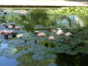 Seerosen im Stadtpark Hannover