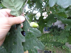 Blatt und Frucht der Stiel-Eiche