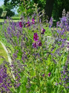 Farbe in den Beeten